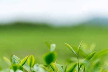 Green tea tree leaves field plant in camellia sinensis organic farm. Close up Tree tea plantations mountain green nature background in morning. Fresh young tender bud herbal Green tea tree in farm