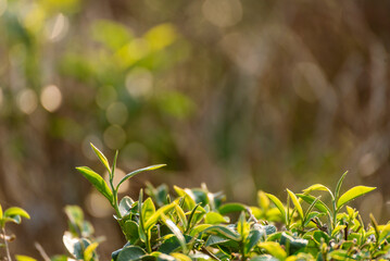 Green tea tree leaves field young tender bud herbal Green tea tree in camellia sinensis organic farm. Close up Fresh Tree tea plantations mountain green nature in herbal farm plant background morning