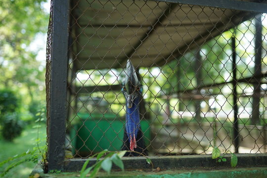 blue face of a cassowary that is wary of the enemy (big birds can't fly with big feet)
