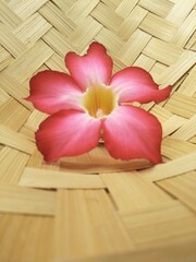 A sprig of pink frangipani flowers is in a woven bamboo basket