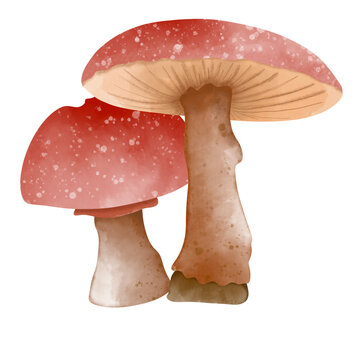 mushroom