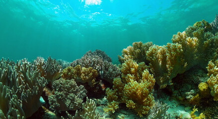 Naklejka na ściany i meble Tropical Fishes on Coral Reef, underwater scene. Colourful tropical coral reef. Scene reef. Philippines.