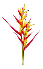 Heliconia isolated on white background. Ornamental flowers, Parrot’s beak(Heliconia psittacorum) also known as parakeet flower, parrot's flower, parrot's plantain, or false bird-of-paradise