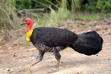 Australian brushturkey bird walking through a forest