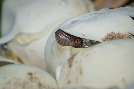 Reticulated python nose emerging from newly hatched egg, natural bokeh background 