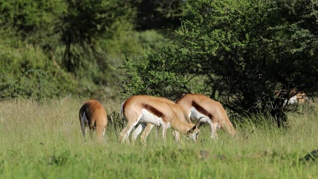 Springbok antelopes (Antidorcas marsupialis) feeding in natural habitat, Mokala National Park, South Africa