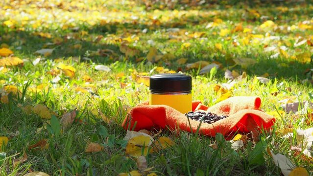 Watch a squirrel in an autumn park. A red squirrel with a fluffy tail eats sunflower seeds. Autumn mood concept in the forest. Feed wild animals. Autumn fun feeding squirrels