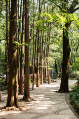 Sunlight Filtering Through Trees