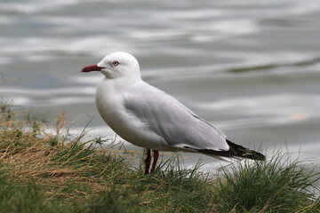 Silver gull seagull bird standing on grass next to water