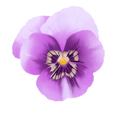 Purple Pansy Flower draw by procreate in PNG File. 