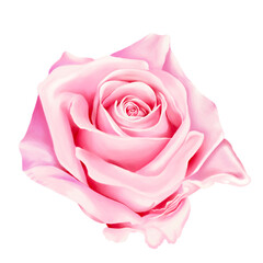 Pink Rose Flower draw by procreate in PNG File.