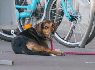 Selective focus photo of an adorable Hellenic Hound (Greek Hound) dog lying on a leash in front of...