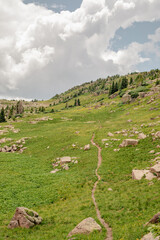 Trail Through Meadow