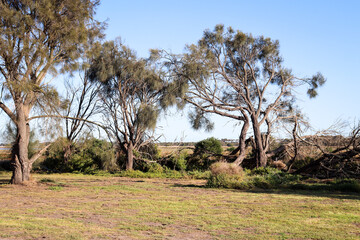 coastal landscape with tea trees in field