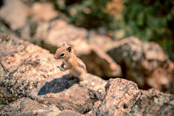 Naklejka na ściany i meble Chipmunk On Rock