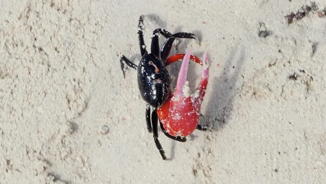 Male fiddler crab on beach, crab with larger red major claw, closeup. vertical format