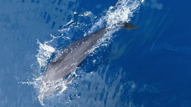 Dolphins swimming and playing at bow of boat in tropical clear blue water, vertical format