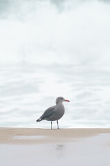 black seagulls on the beach