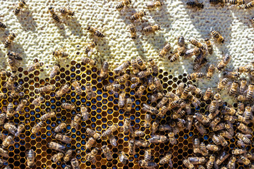 Abstract hexagon structure is honeycomb from bee hive filled