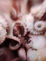 Delicacy octopus tentacle feeler seafood food animal macro photo - 649580619