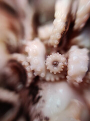 Delicacy octopus tentacle feeler seafood food animal macro photo - 649580686