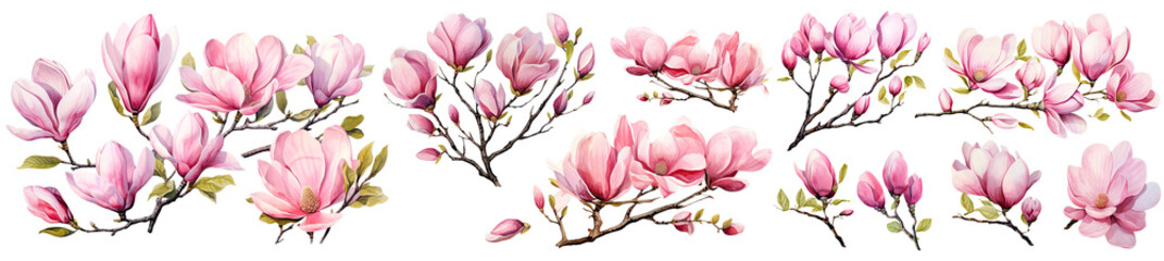 Set of Magnolia Watercolor, spring collection of hand drawn flowers , Botanical plant illustration , elegant watercolor ,cut out transparent isolated on white background ,PNG file ,artwork graphic.