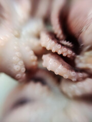 Delicacy octopus tentacle feeler seafood food animal macro photo - 649580845