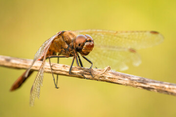 Piękna czerwona ważka szablak na zielonej łące