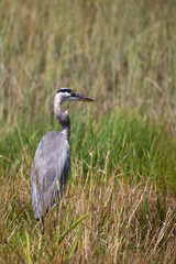 Grey heron in the wild
