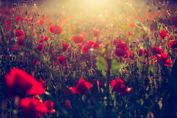 Zelfklevend Fotobehang Red Poppy Field in the Morning Sun © Cavan