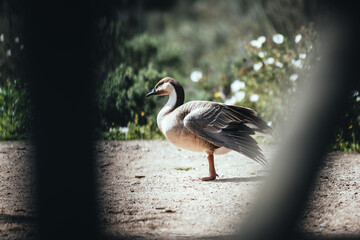 Birds in its natural dwelling