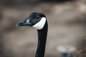 Birds in its natural dwelling