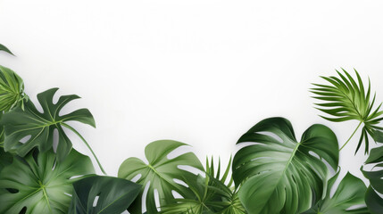 Philodendron tropical leaves frame on white background