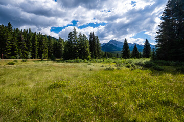 Meadow in Banff National Park in Alberta, Canada.