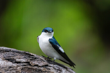 Beautiful view to White-winged Swallow (Tachycineta albiventer)