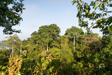 Beautiful view to dense green amazon rainforest near Cotriguaçu