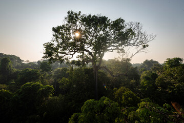 View to big Brazil Nut Tree in the green amazon rainforest