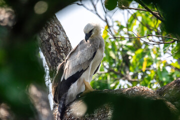 View to Harpy Eagle (Harpia harpyja) on tree branch in the amazon