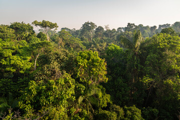Beautiful view to dense green amazon rainforest near Nova Bandeirantes