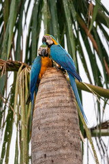 Beautiful view to couple of Blue-and-yellow macaws on Buriti Palm