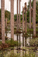 Obraz premium Beautiful view to amazon Buriti Palm Trees on lake