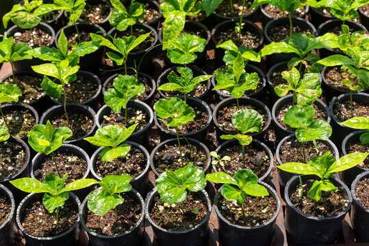 Beautiful view to seedlings on plant nursery in the amazon rainforest