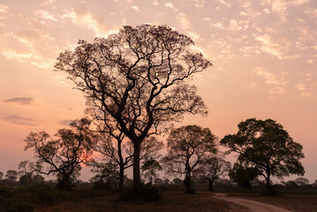 Beautiful view to sunrise behind pink trumpet tree in the Pantanal