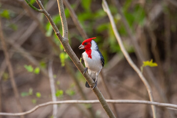 Beautiful view to Red-crested Cardinal (Paroaria coronata)