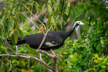 Beautiful view to Black-fronted Piping-Guan (Aburria jacutinga)