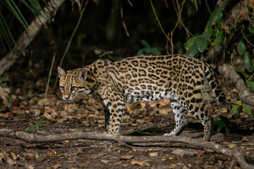 Ocelot (Leopardus pardalis) on the ground at night in the Pantanal