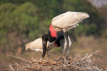 Fototapeta premium Couple of Jabiru Stork birds organizing nest branches in the Pantanal