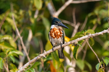 View to beautiful Amazon Kingfisher (Chloroceryle amazona) on tree