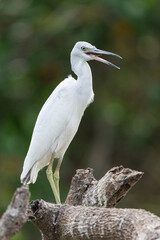 Beautiful view to Snowy Egret (Egretta thula) on green tree