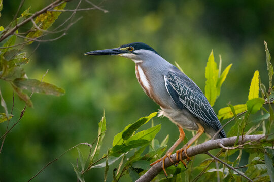 Beautiful view to Striated Heron (Butorides striata) on green tree